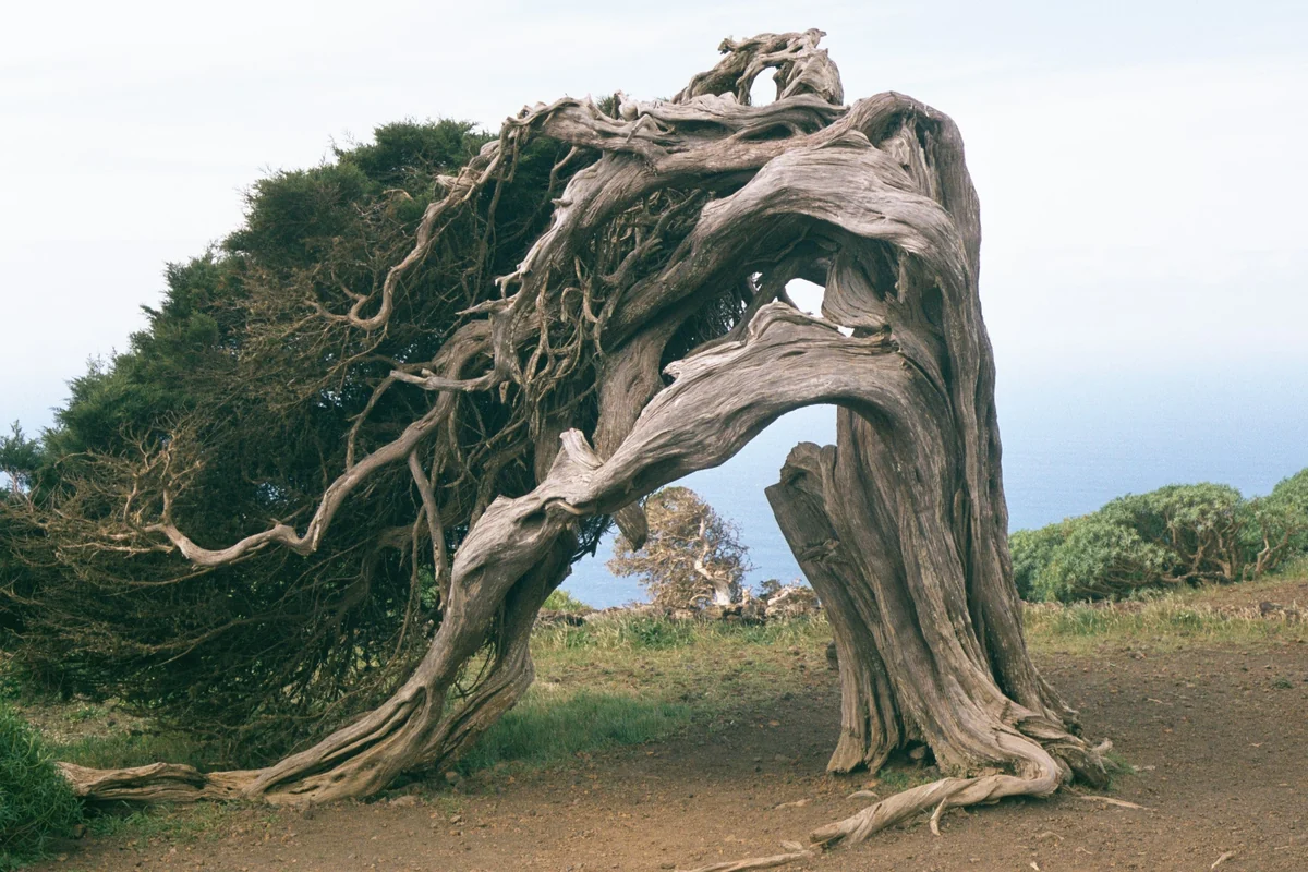 El Sabinar, la imagen más herreña del viento, El Hierro
