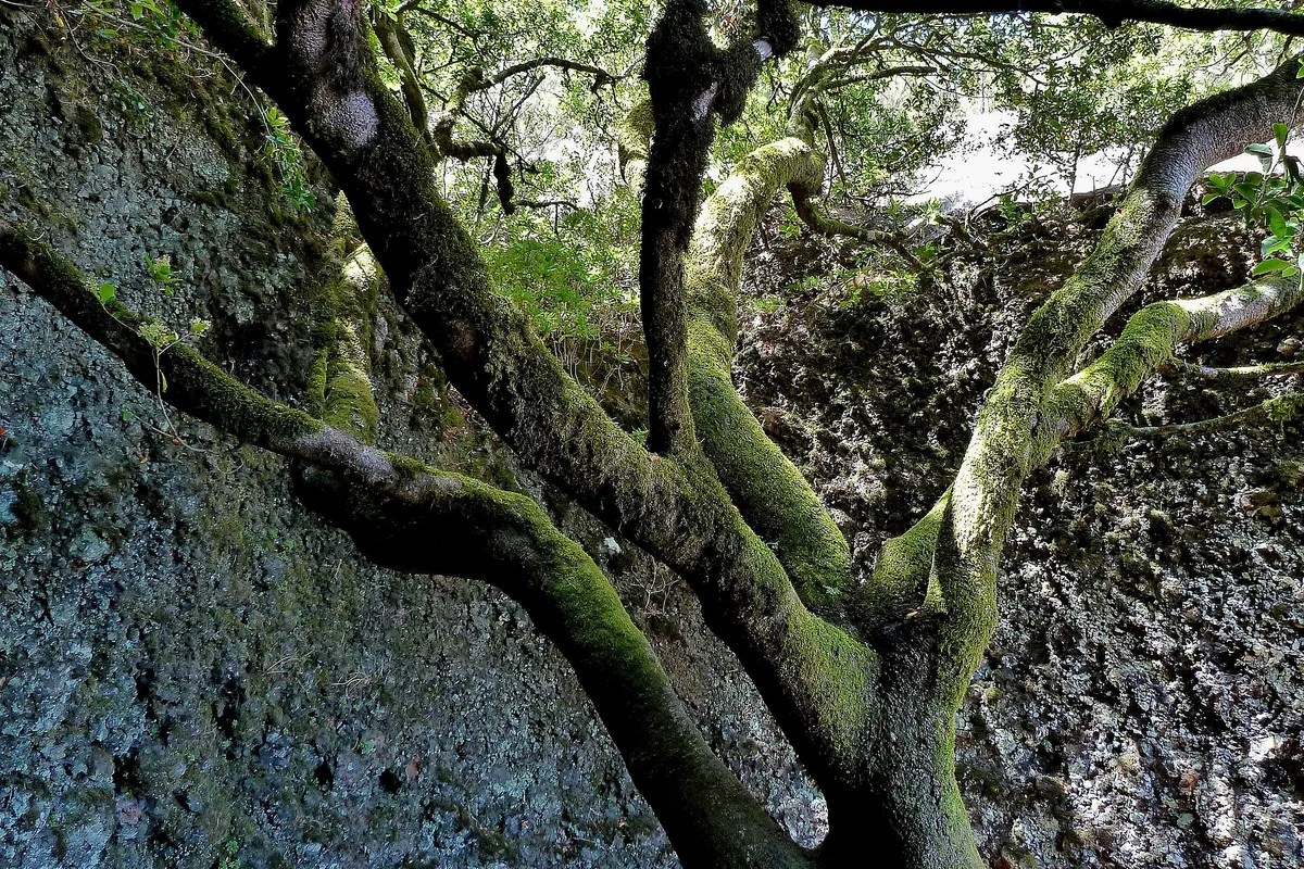 Garoé, el árbol sagrado de los bimbaches, El Hierro