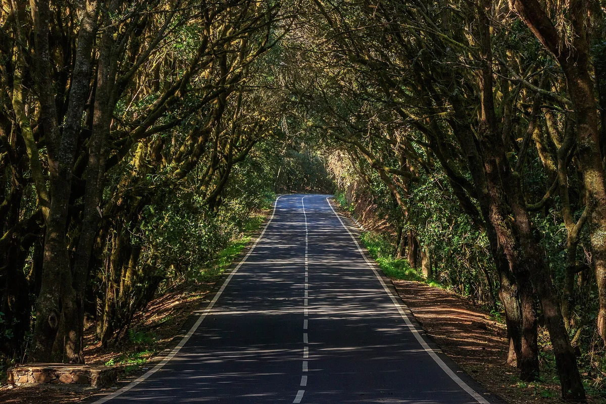 Garajonay, la laurisilva que define La Gomera, La Gomera
