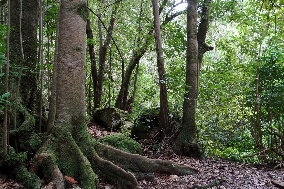 Los Tilos, laurisilva y Reserva de la Biosfera, La Palma