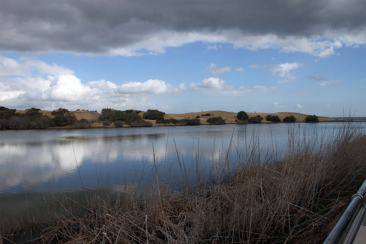 La Charca, el lado vivo y húmedo de Maspalomas, Maspalomas