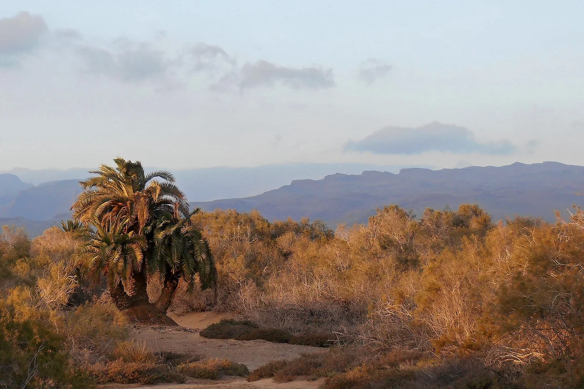 El palmeral, la postal de palmeras canarias junto a las dunas, Maspalomas