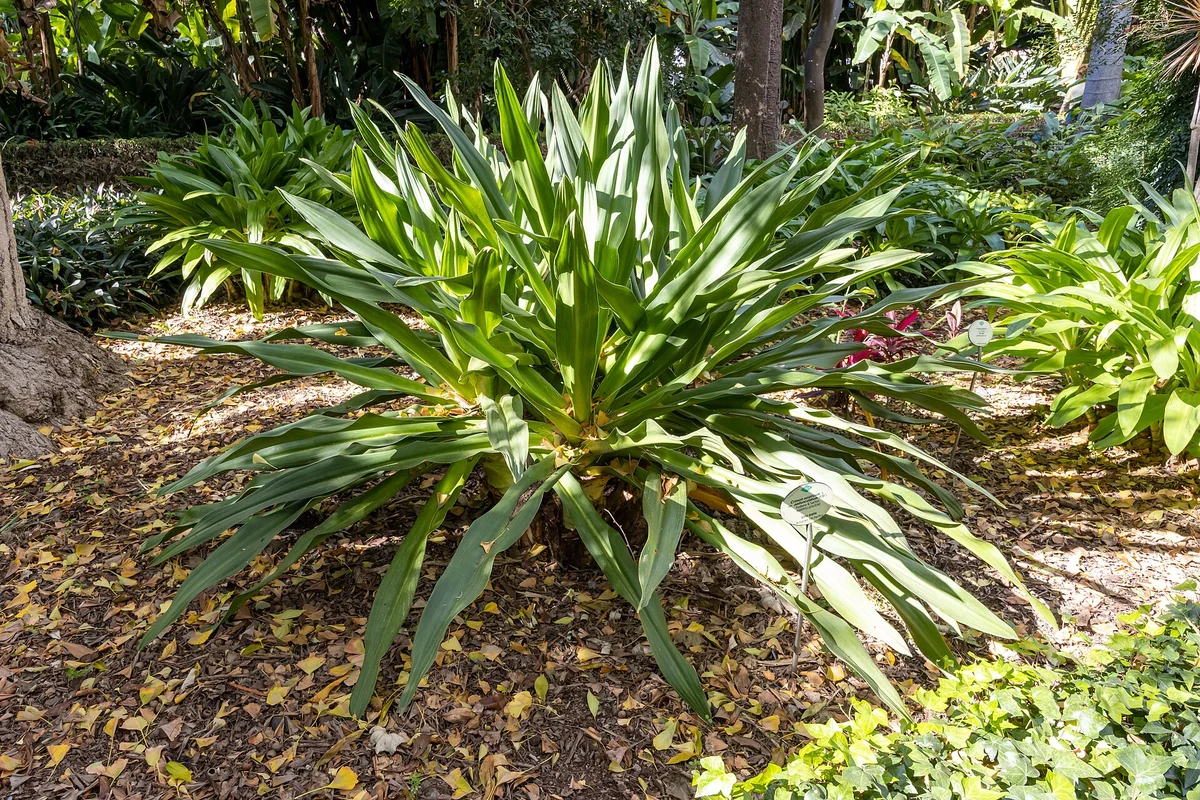 Jardín Botánico, el gran jardín histórico del norte, Puerto de la Cruz