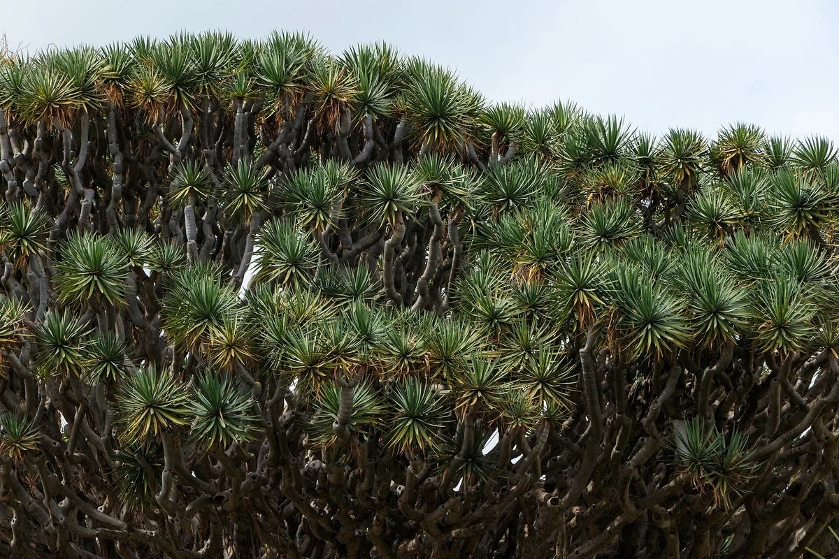 Icod de los Vinos, el Drago y el casco histórico, Tenerife