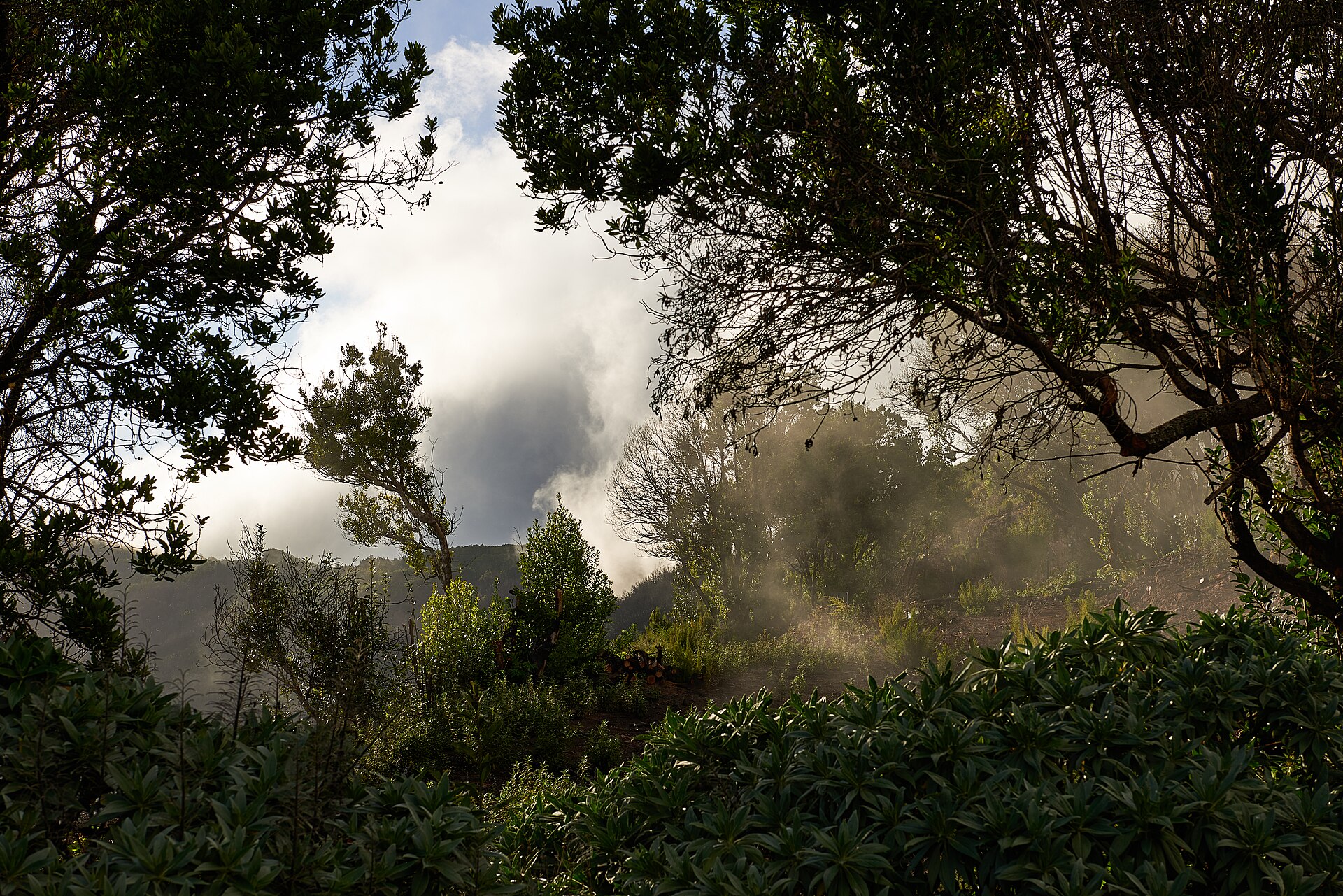 El Cedro - Hermigua por la laurisilva, La Gomera