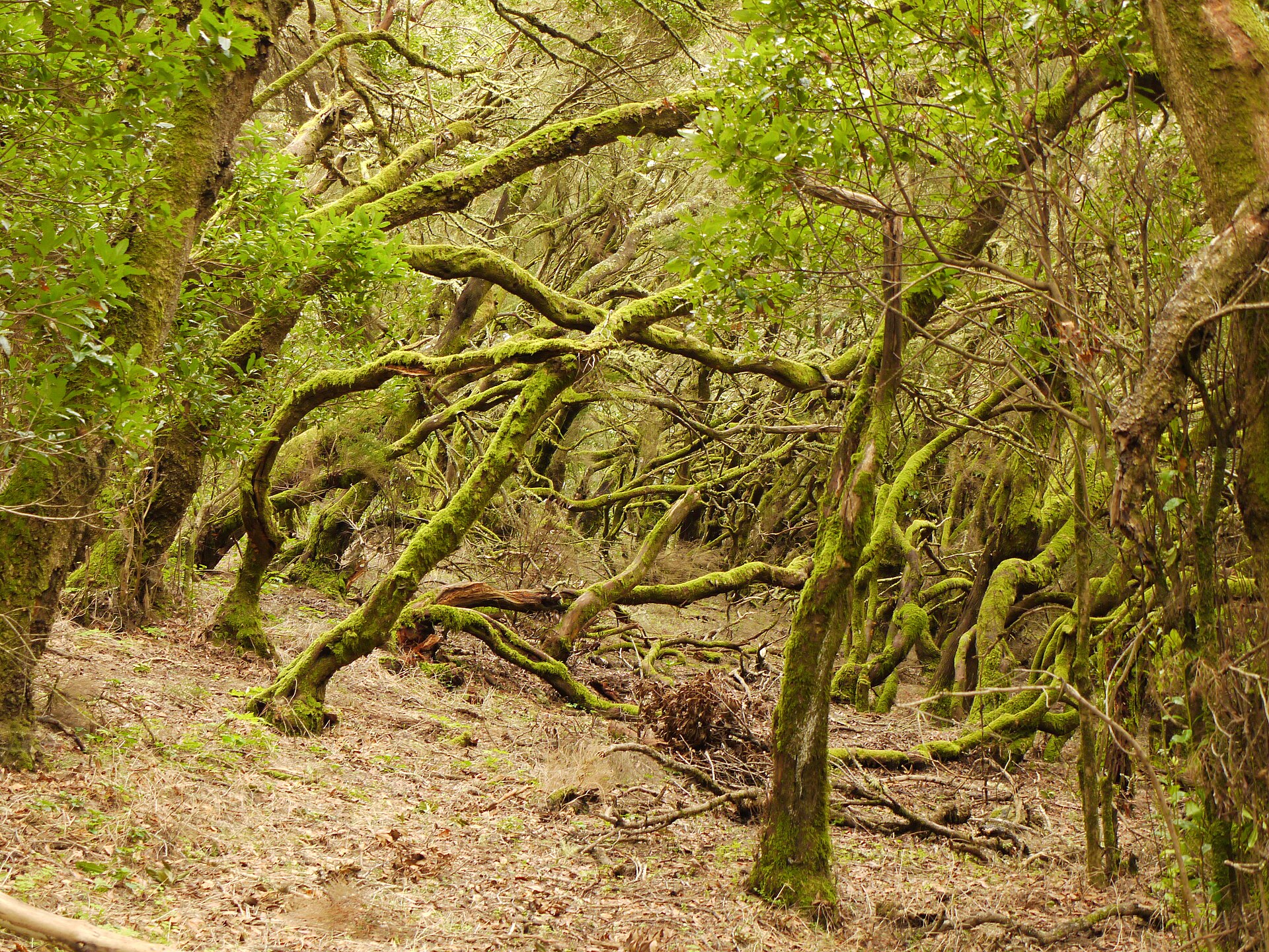 Raso de la Bruma y Las Creces, La Gomera