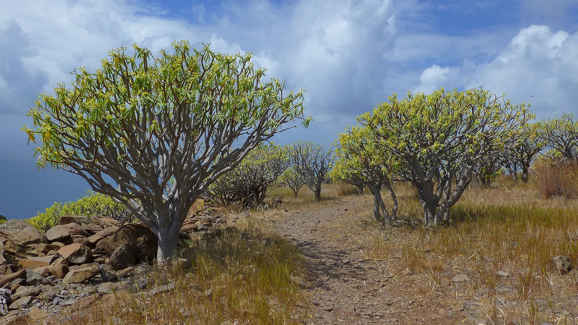 Valle Gran Rey - Arure, La Gomera