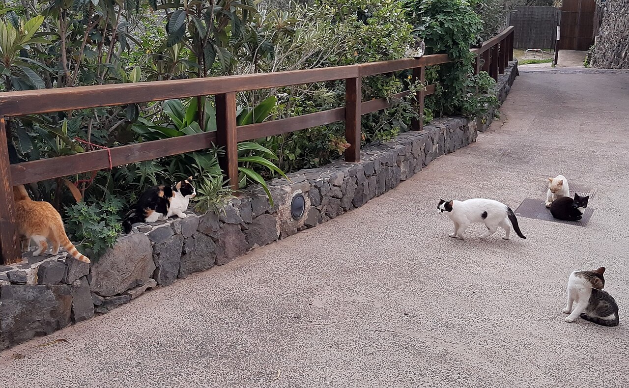 Barranco de Guayadeque, Gran Canaria