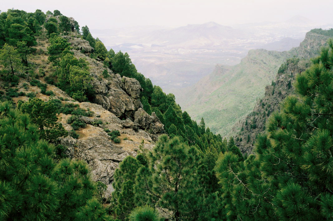 Pinar de Tamadaba, Gran Canaria