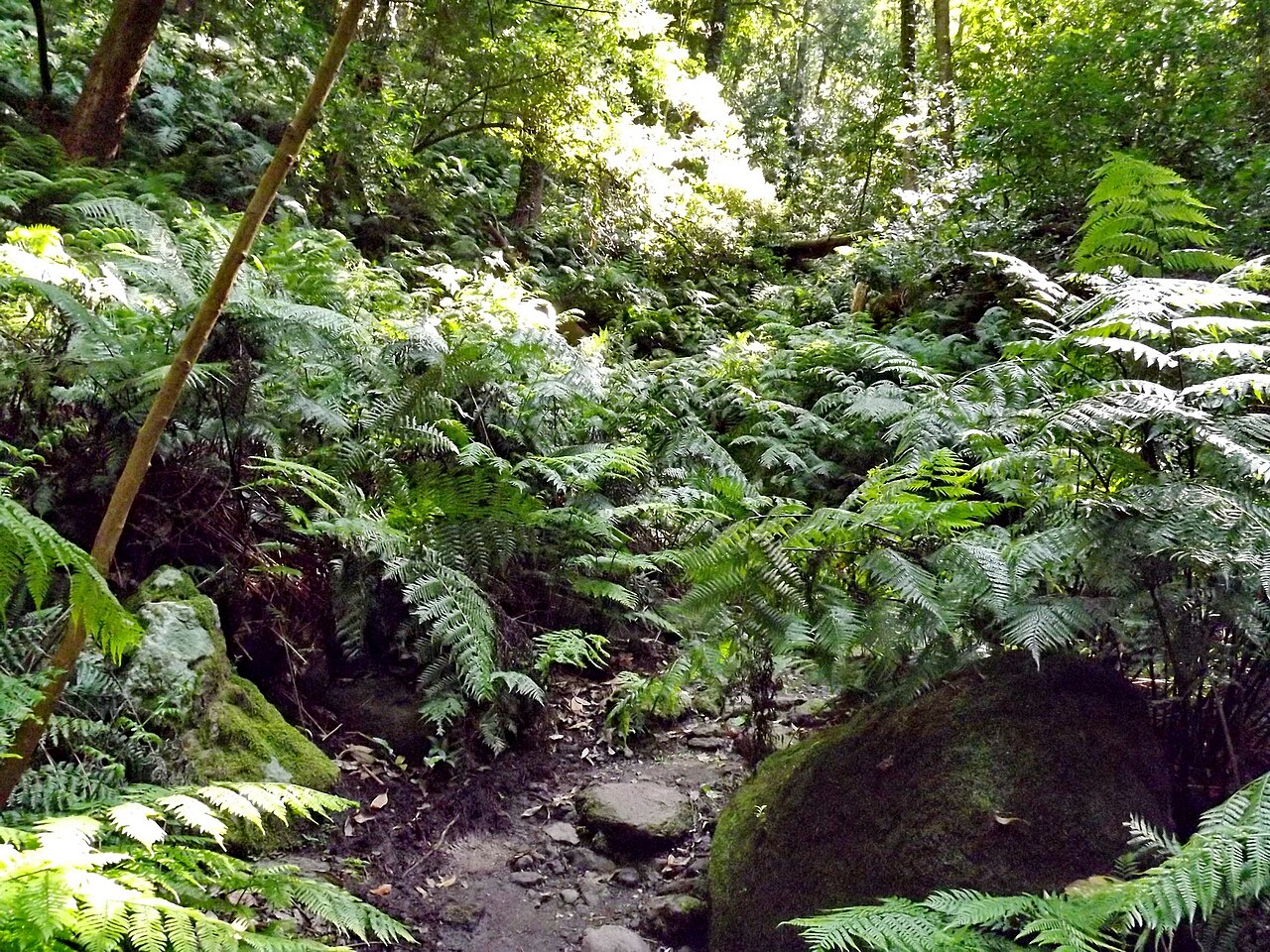 Cubo de la Galga, La Palma