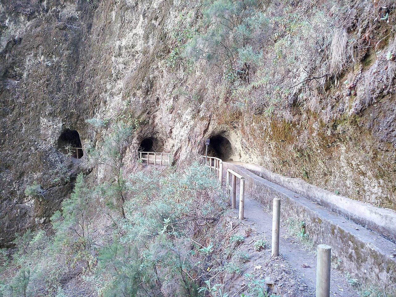 Los Tilos y Nacientes de Marcos y Cordero, La Palma