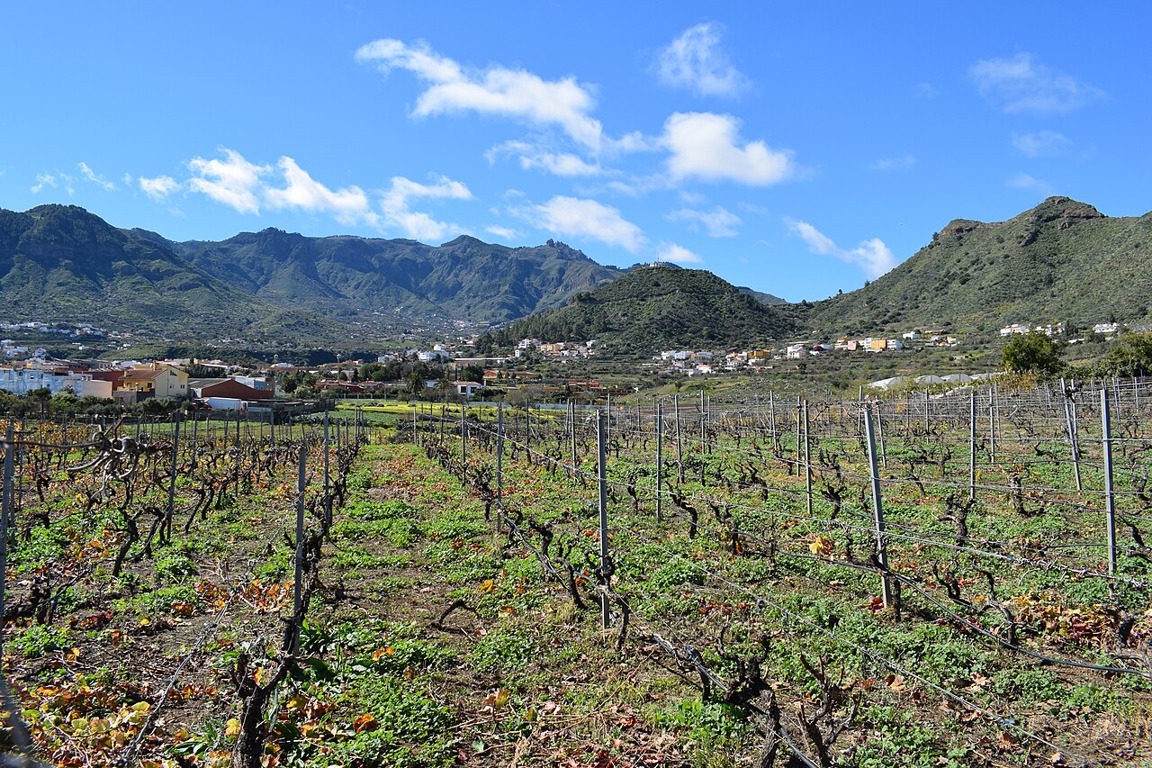 Vino de Gran Canaria