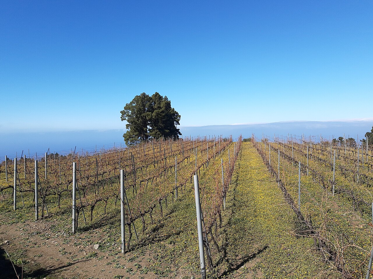 Vino de La Palma