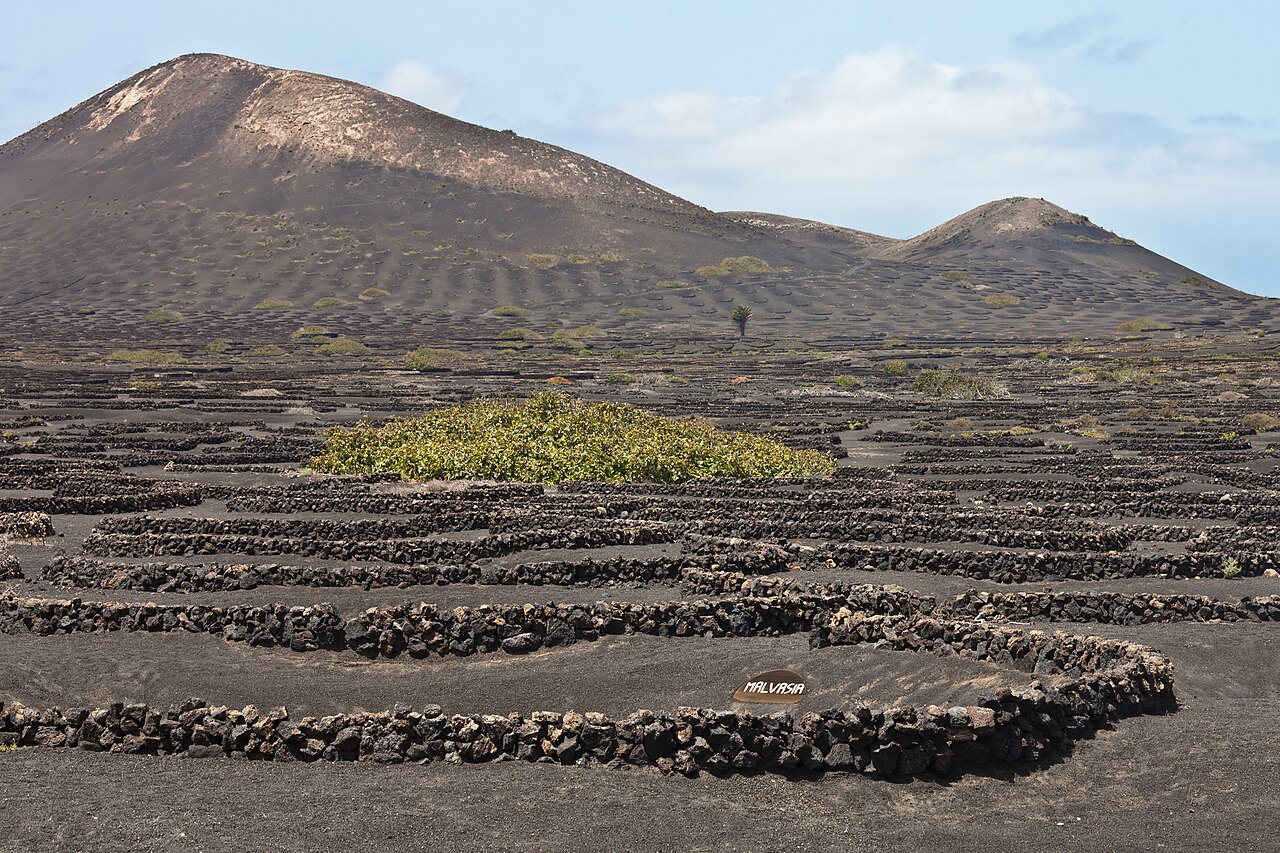 Vino de Lanzarote