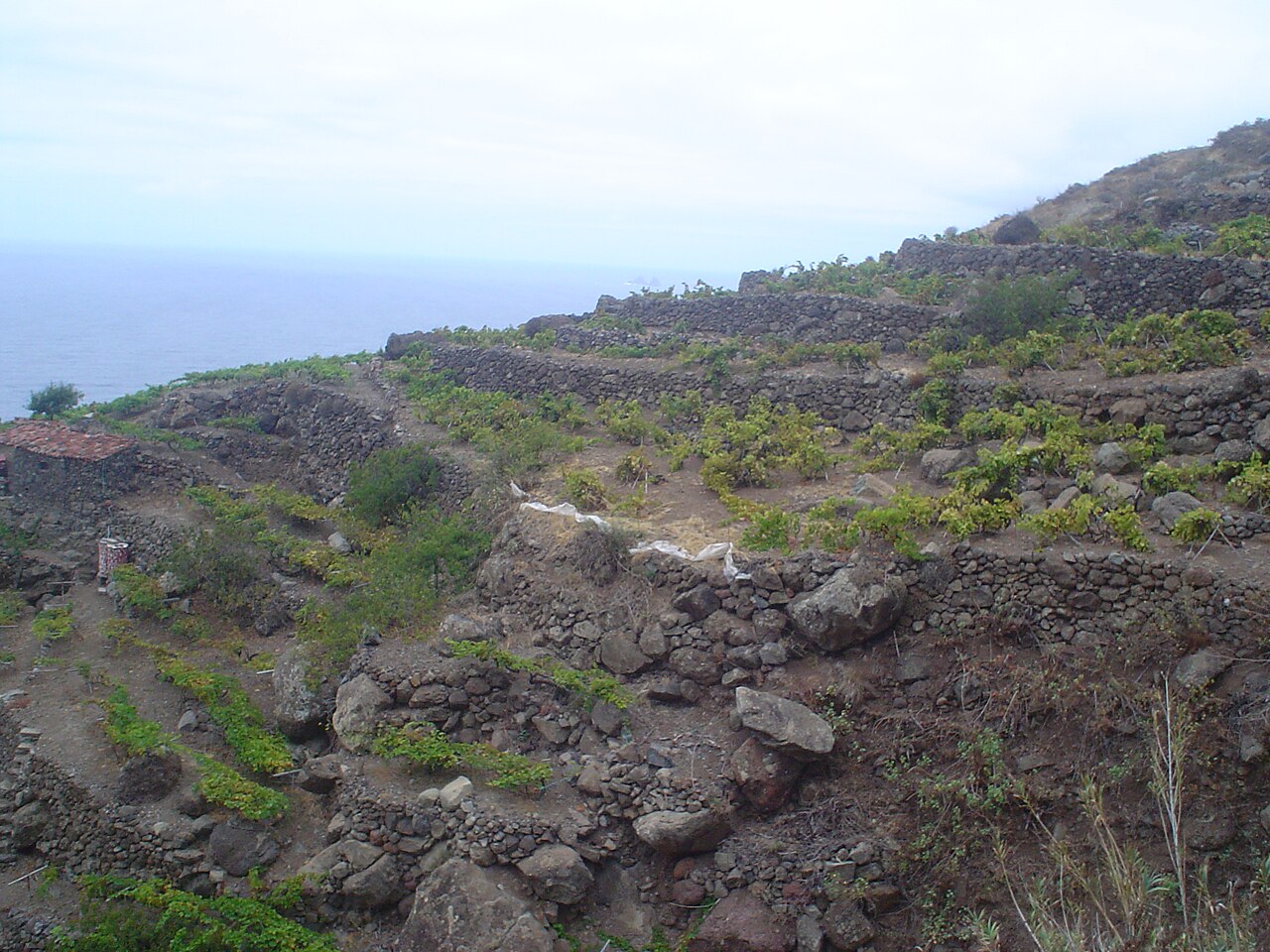 Vino de Tenerife